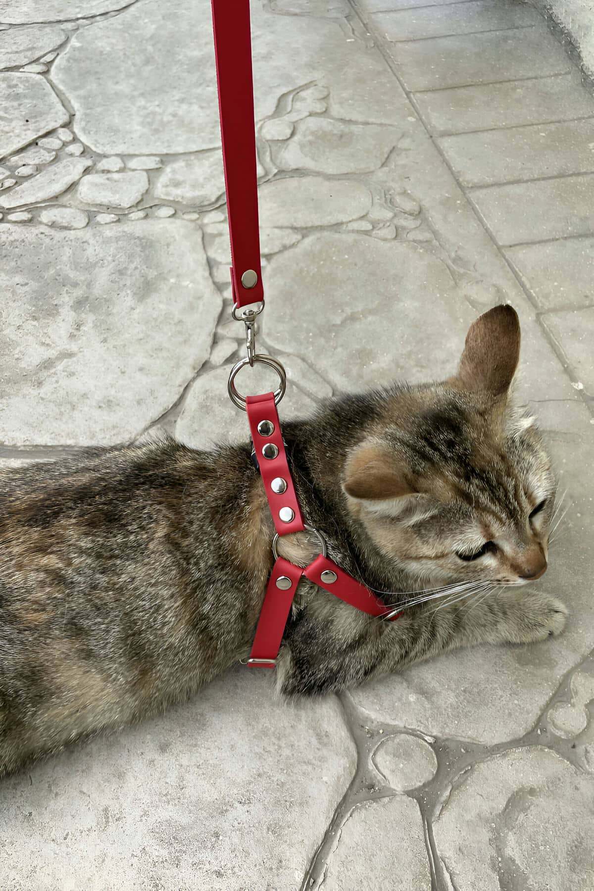 CLZ41 Deri Kedi Harness , Kedi Gezdirme Tasması - Ürün Rengi:Kırmızı