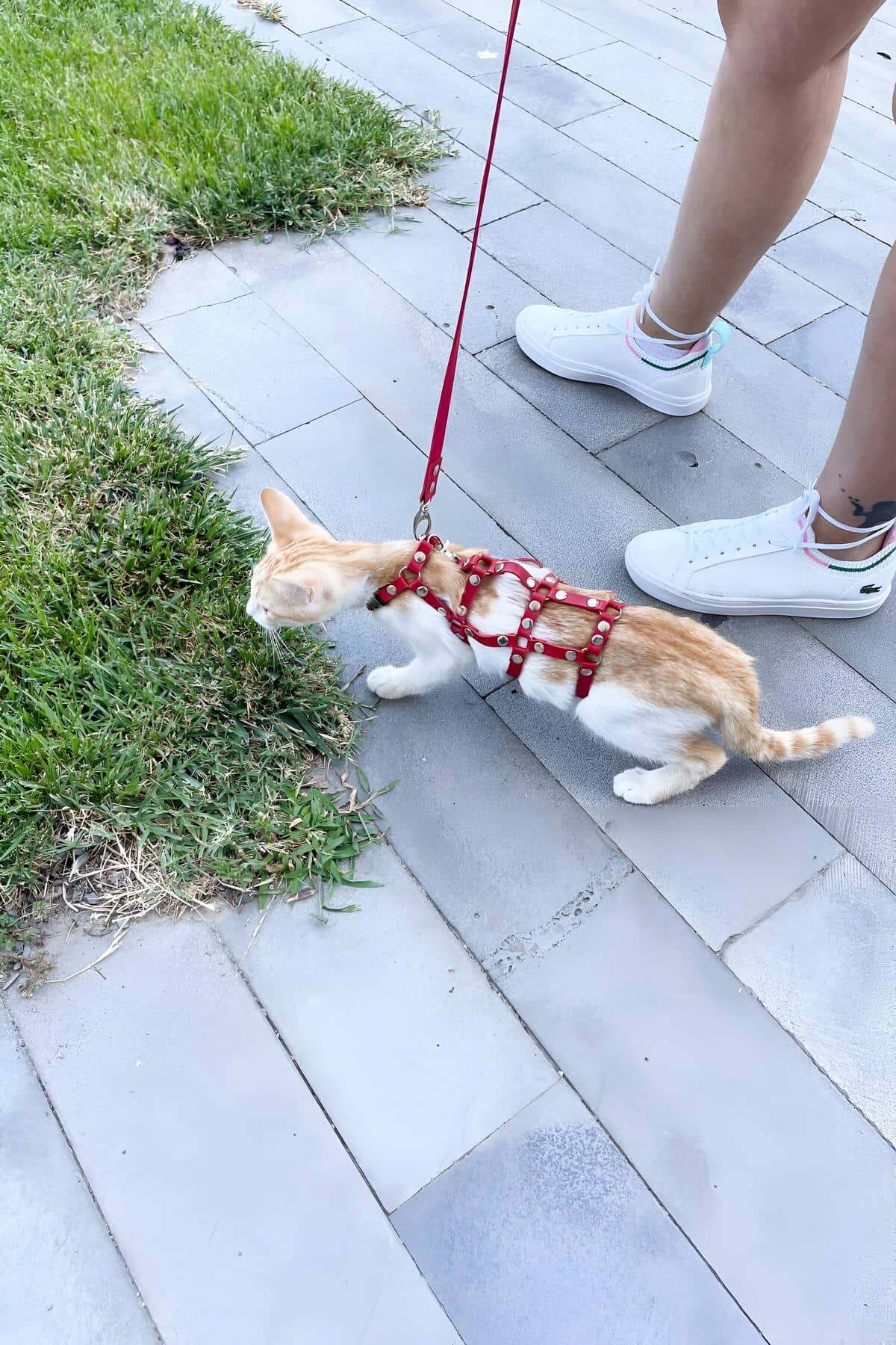 CLZ41 Full Body Kedi Harness, Kedi Gezdirme Tasması, Kedi Sokak Tasması - Ürün Rengi:Siyah