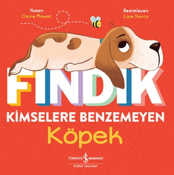 Fındık Kimselere Benzemeyen Köpek  (4022)